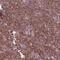 Cell Division Cycle 42 antibody, NBP2-68888, Novus Biologicals, Immunohistochemistry paraffin image 