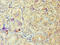 ARF6-Specific antibody, LS-C375247, Lifespan Biosciences, Immunohistochemistry paraffin image 