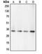 Caspase 7 antibody, MBS821623, MyBioSource, Western Blot image 