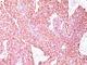 Chromogranin A antibody, NBP2-44770, Novus Biologicals, Immunohistochemistry frozen image 