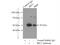 Interferon Regulatory Factor 2 antibody, 12525-1-AP, Proteintech Group, Immunoprecipitation image 