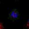 Mediator Complex Subunit 20 antibody, NBP1-84140, Novus Biologicals, Immunofluorescence image 