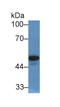 Paraoxonase 1 antibody, LS-C304959, Lifespan Biosciences, Western Blot image 