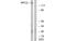 RNA Polymerase III Subunit B antibody, MBS5302514, MyBioSource, Western Blot image 