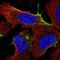 Ankyrin Repeat Domain 13B antibody, NBP2-49404, Novus Biologicals, Immunofluorescence image 