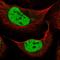 Zinc finger homeobox protein 3 antibody, HPA059353, Atlas Antibodies, Immunofluorescence image 