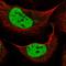 Zinc Finger Homeobox 3 antibody, HPA059353, Atlas Antibodies, Immunofluorescence image 