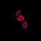 Recoverin antibody, LS-C368829, Lifespan Biosciences, Immunofluorescence image 