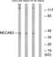 N-Terminal EF-Hand Calcium Binding Protein 3 antibody, TA315711, Origene, Western Blot image 