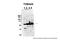 Tubulin Alpha 4a antibody, ARP40179_P050, Aviva Systems Biology, Western Blot image 