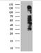 Oxidative Stress Induced Growth Inhibitor Family Member 2 antibody, NBP2-46302, Novus Biologicals, Western Blot image 