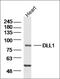 Delta Like Canonical Notch Ligand 1 antibody, orb156595, Biorbyt, Western Blot image 
