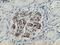 Adiponectin, C1Q And Collagen Domain Containing antibody, LS-C337545, Lifespan Biosciences, Immunohistochemistry paraffin image 