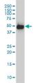 WD40 repeat-containing protein SMU1 antibody, H00055234-M01, Novus Biologicals, Western Blot image 