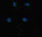 WD repeat-containing protein 60 antibody, orb45362, Biorbyt, Immunofluorescence image 