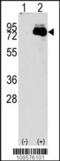 NUAK family SNF1-like kinase 2 antibody, TA302109, Origene, Western Blot image 