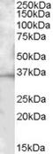 Arachidonate 15-Lipoxygenase antibody, 46-769, ProSci, Immunohistochemistry frozen image 