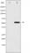 Hepatocyte Nuclear Factor 4 Alpha antibody, abx011841, Abbexa, Western Blot image 