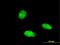 Tripartite Motif Containing 46 antibody, MA5-22628, Invitrogen Antibodies, Immunofluorescence image 