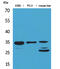 Cell Division Cycle 34 antibody, A03038-2, Boster Biological Technology, Western Blot image 
