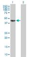 KH RNA Binding Domain Containing, Signal Transduction Associated 1 antibody, H00010657-B01P, Novus Biologicals, Western Blot image 