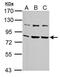 Heat Shock Protein Family A (Hsp70) Member 5 antibody, GTX102567, GeneTex, Western Blot image 