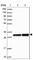 Mitochondrial Ribosomal Protein S18B antibody, HPA043485, Atlas Antibodies, Western Blot image 