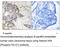 Histone Deacetylase 5 antibody, MBS004447, MyBioSource, Immunohistochemistry paraffin image 