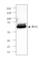 Bridging Integrator 1 antibody, 655602, BioLegend, Western Blot image 