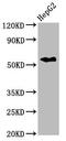 Copine 3 antibody, CSB-PA005902LA01HU, Cusabio, Western Blot image 