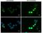 Tet Methylcytosine Dioxygenase 1 antibody, NBP2-15135, Novus Biologicals, Immunofluorescence image 
