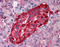 Transthyretin antibody, 51-058, ProSci, Immunohistochemistry paraffin image 