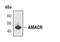 Alpha-Methylacyl-CoA Racemase antibody, MA5-14793, Invitrogen Antibodies, Western Blot image 