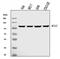 MutS Homolog 2 antibody, M00140-5, Boster Biological Technology, Western Blot image 