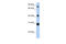 Fibrinogen C Domain Containing 1 antibody, ARP50135_P050, Aviva Systems Biology, Western Blot image 
