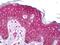 Ret Proto-Oncogene antibody, orb95392, Biorbyt, Immunohistochemistry paraffin image 