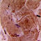 Troponin I3, Cardiac Type antibody, LS-C358370, Lifespan Biosciences, Immunohistochemistry frozen image 