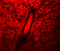 WD Repeat Domain 74 antibody, 5669, ProSci, Immunofluorescence image 