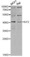Interleukin Enhancer Binding Factor 2 antibody, LS-C748373, Lifespan Biosciences, Western Blot image 