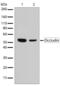 Occludin antibody, 710192, Invitrogen Antibodies, Western Blot image 