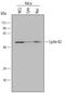 Cyclin B2 antibody, AF6204, R&D Systems, Western Blot image 