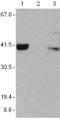 Absent In Melanoma 2 antibody, 14-6008-93, Invitrogen Antibodies, Western Blot image 