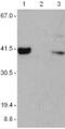 Absent In Melanoma 2 antibody, 14-6008-93, Invitrogen Antibodies, Western Blot image 