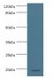 Myeloid Derived Growth Factor antibody, LS-B15251, Lifespan Biosciences, Western Blot image 