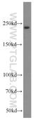 GLI Family Zinc Finger 3 antibody, 19949-1-AP, Proteintech Group, Western Blot image 