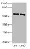 Zinc Finger Protein 689 antibody, A64008-100, Epigentek, Western Blot image 