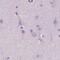 Suprabasin antibody, PA5-64338, Invitrogen Antibodies, Immunohistochemistry frozen image 
