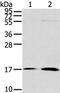 Urotensin-2B antibody, PA5-50859, Invitrogen Antibodies, Western Blot image 