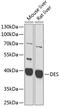 Desmin antibody, 13-938, ProSci, Western Blot image 