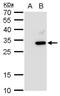 Autophagy Related 10 antibody, PA5-78593, Invitrogen Antibodies, Western Blot image 